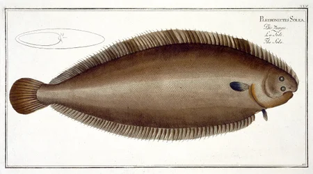 Dover tong (Solea Solaea) plaat XLV uit 